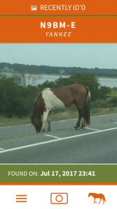 Horse on app