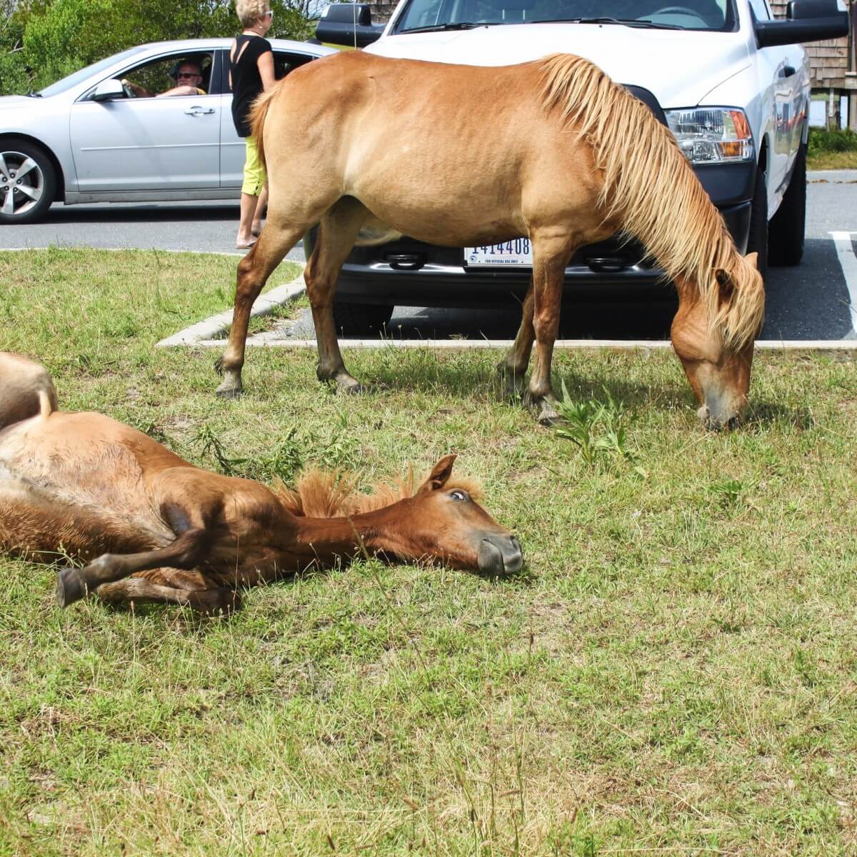 Assateague horses