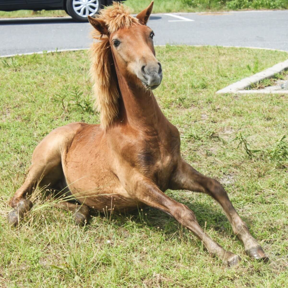 Horse