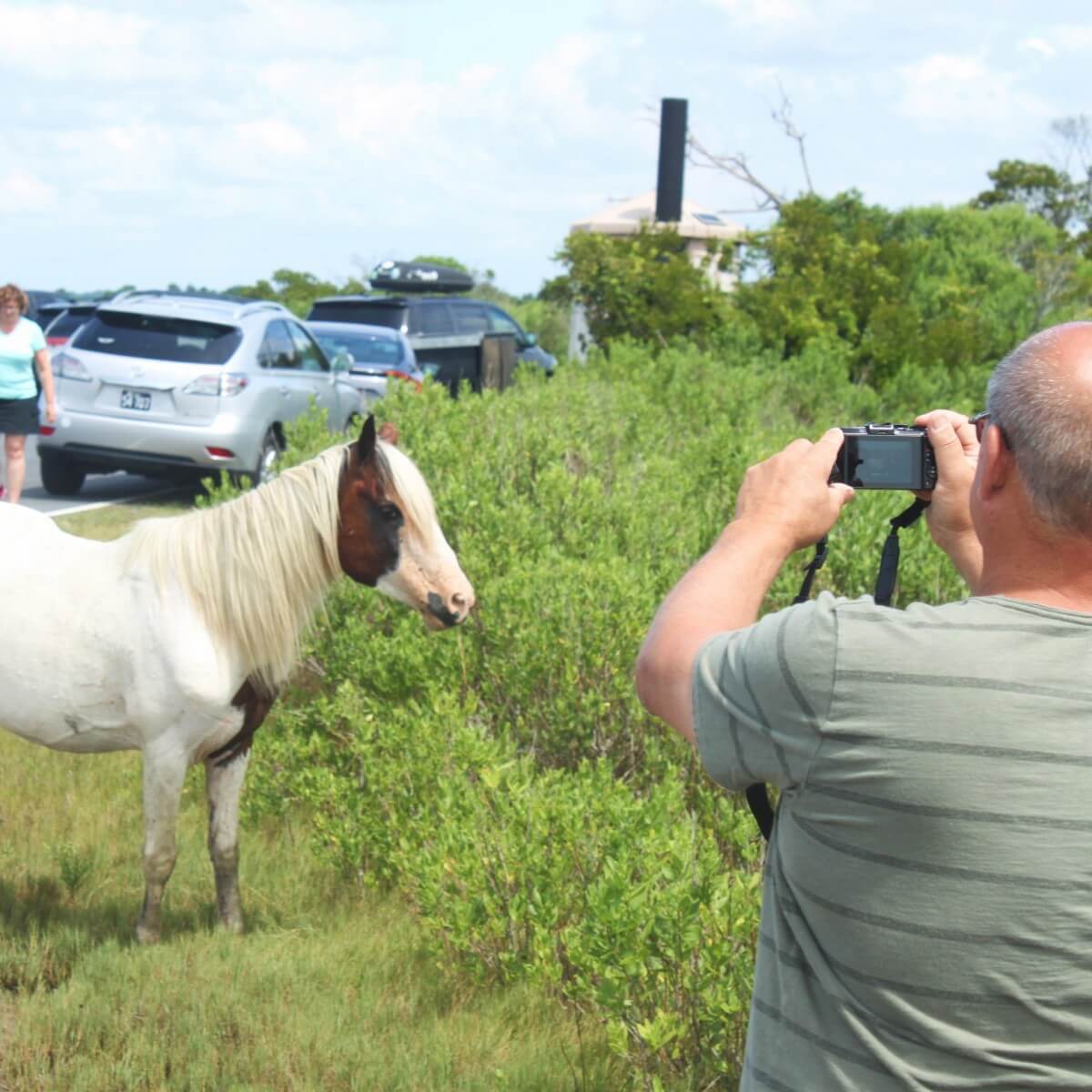 Bob the horse