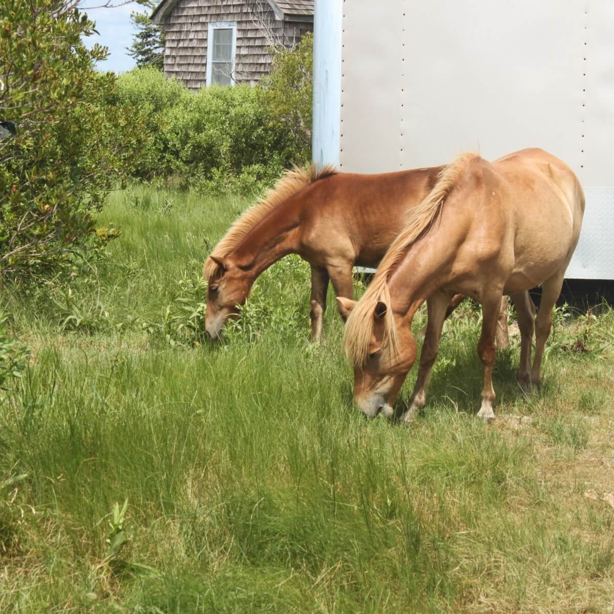 Horses eating