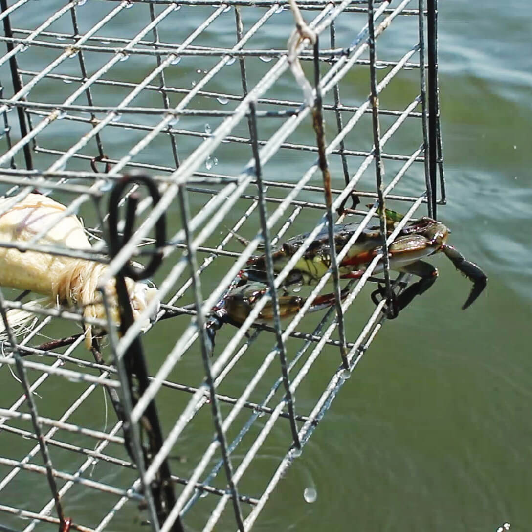 Crab in trap
