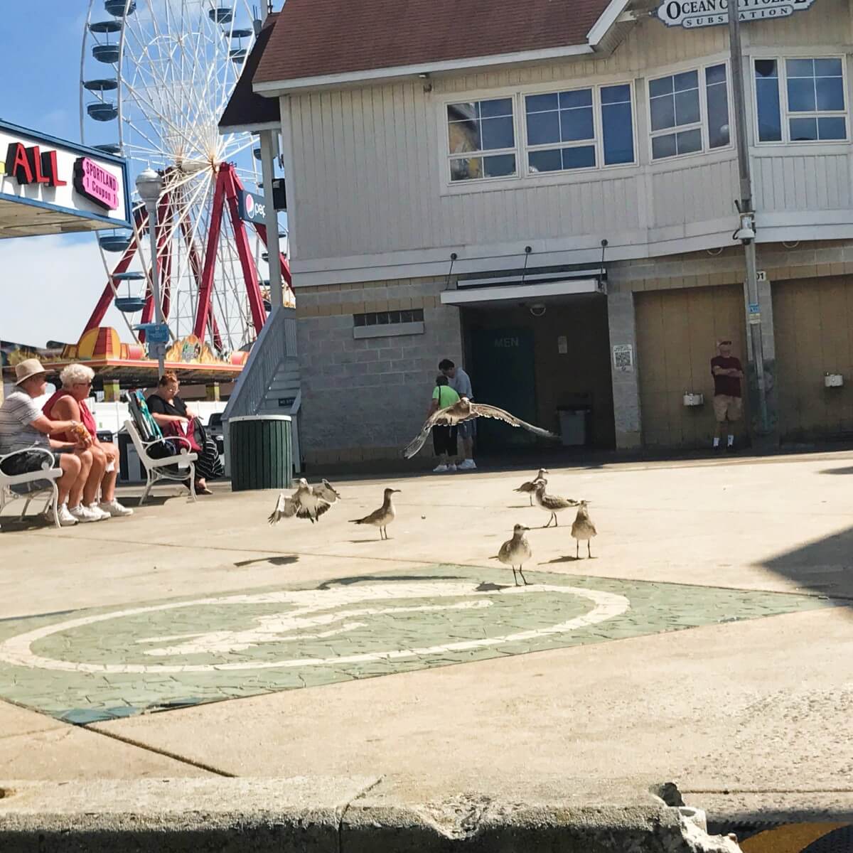Seagulls