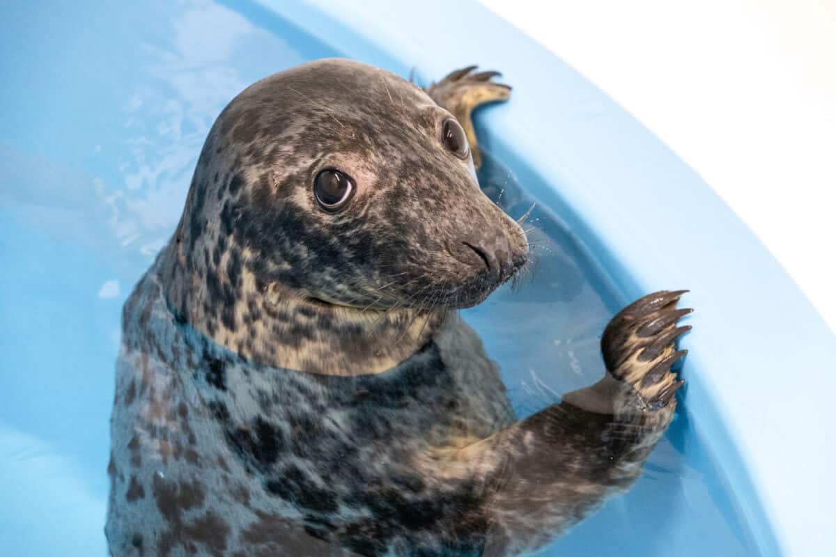 Pippi Longstocking in rehab at the National Aquarium