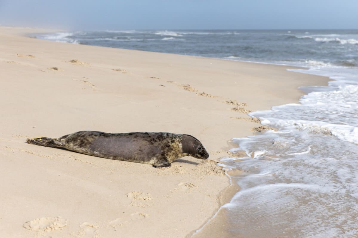 Pippi the grey seal returns to the Atlantic