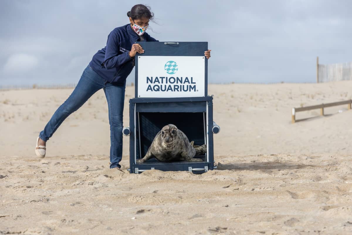 Seal Release | Pippi Longstocking | November 11, 2020