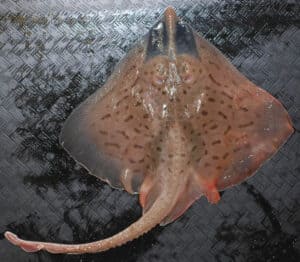 Clearnose Skate