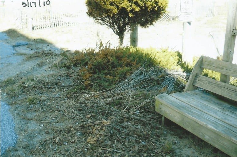 Garden before