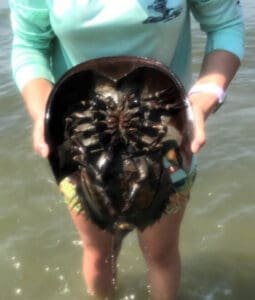 Proper handling on the sides of a horseshoe crab