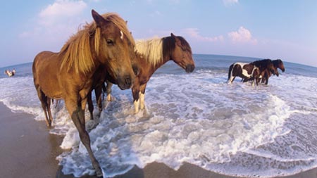 Ponies