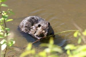 Beaver chewing stick, by Christian Grenier