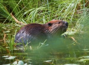 Beaver in Grass by David Bird