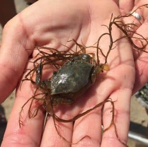 Blue Crab mid molt. By Liz Wist