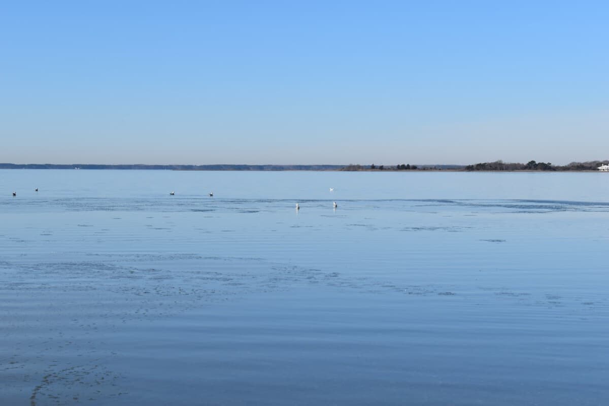 Assateague seagulls