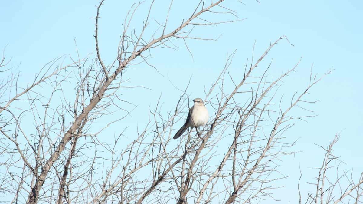Assateague sparrow