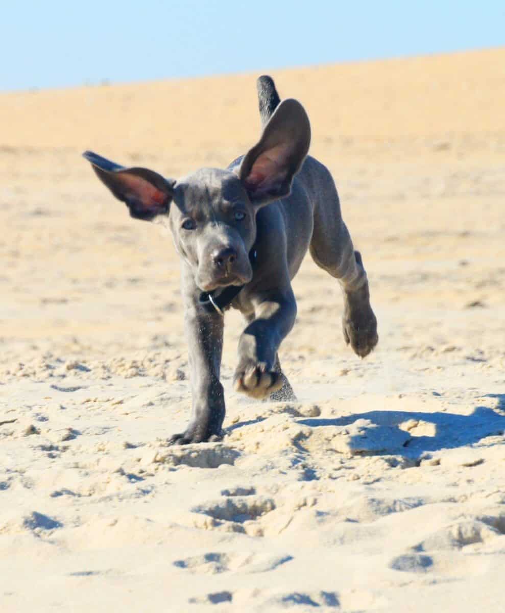 Dog friendly beach