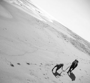 Dog on beach