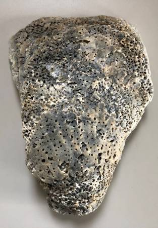 Shell with Sponge Holes by Cailyn Joseph
