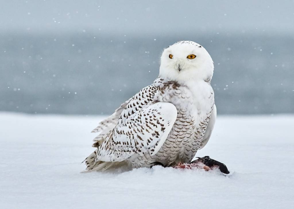 snowy owl photo by jongsun lee