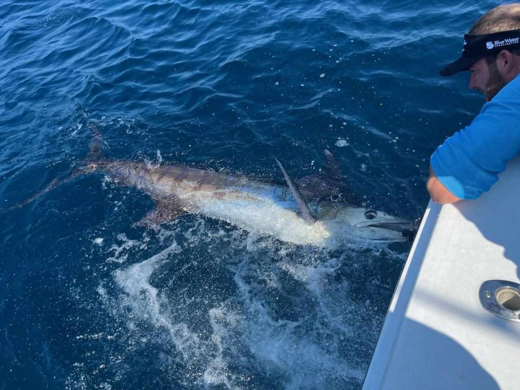 white marlin open ocmd