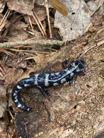 Marbled Salamander