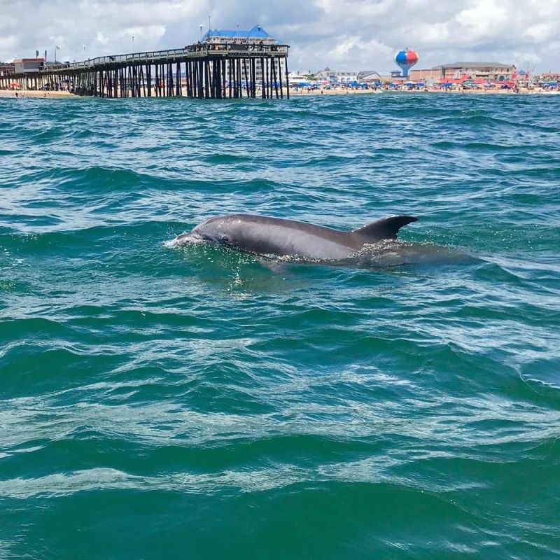 Dolphin in Ocean City