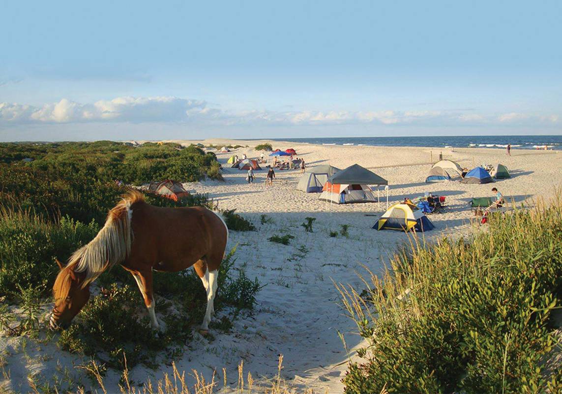 assateague beach camping with Assateague pony