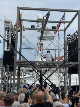 white marlin open billfish tuna marlin