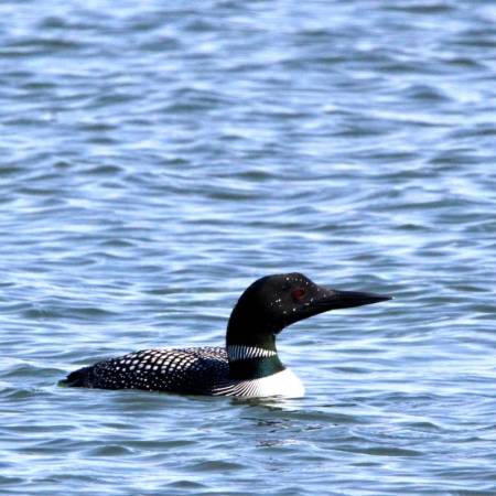 Loon photo by Kim Abplanalp (Maryland Coastal Bays Program)