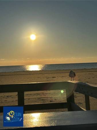 Sunrise view with our resident seagull