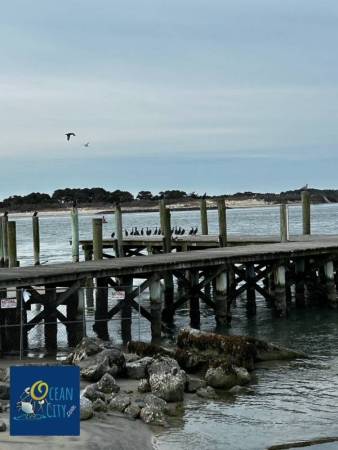 bayside birds