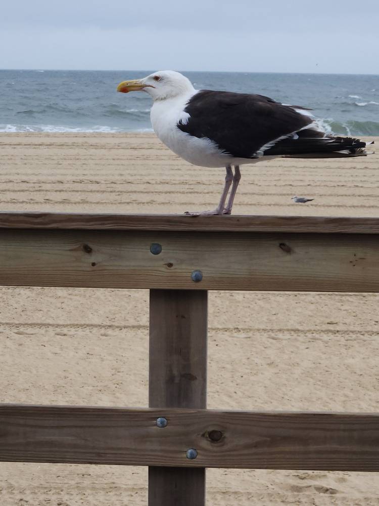 Photo Friday Christine Hildebrand Boardwalk Seagull buddy