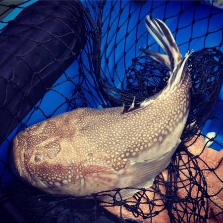 A Northern Stargazer caught in Worcester Co., Maryland 
Photo by Nick Denny.