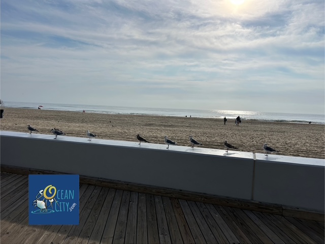 sunrise with the seagulls