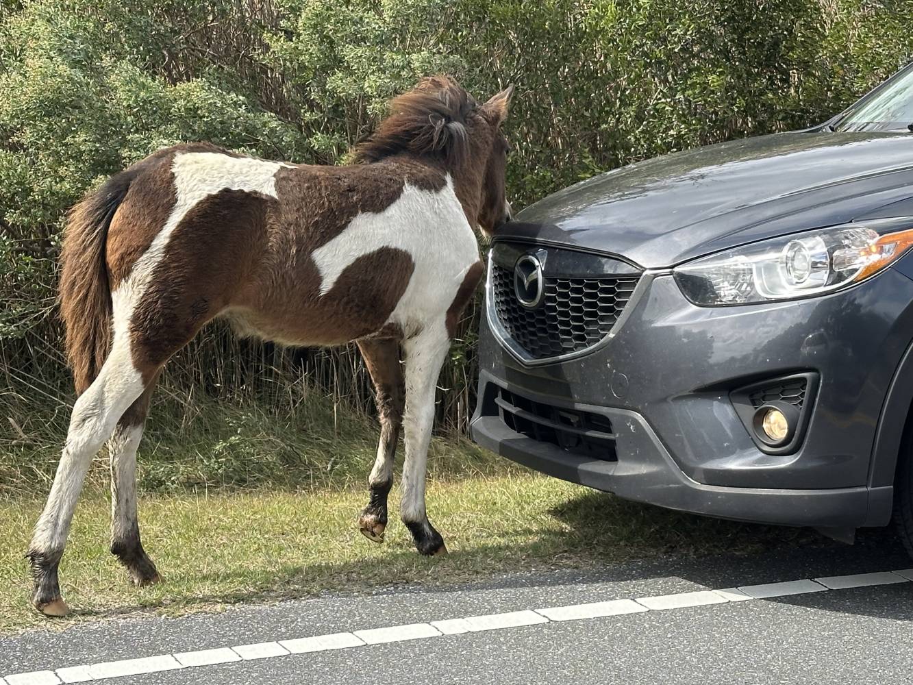 pony interested in car on assateague
