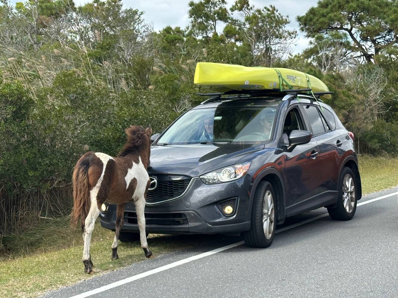young pony interested in car - Assateague Island
National Seashore