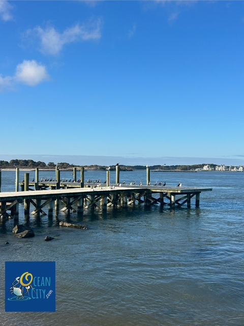 birds on bay pier