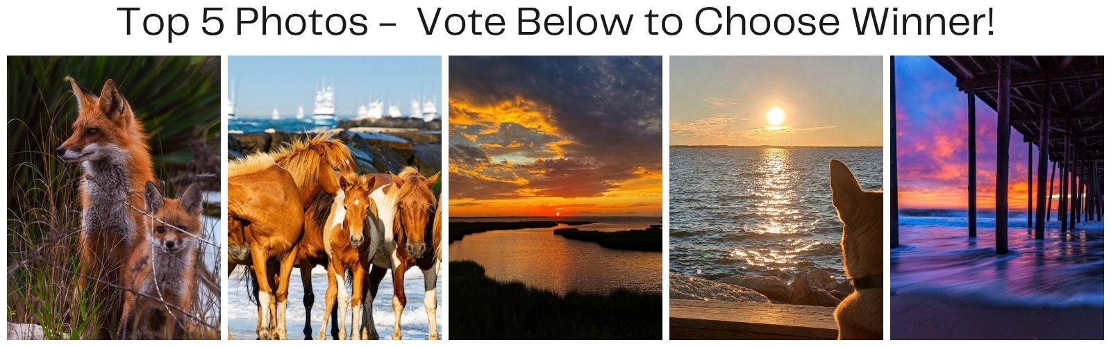 Top 5 Photos - Now Vote!