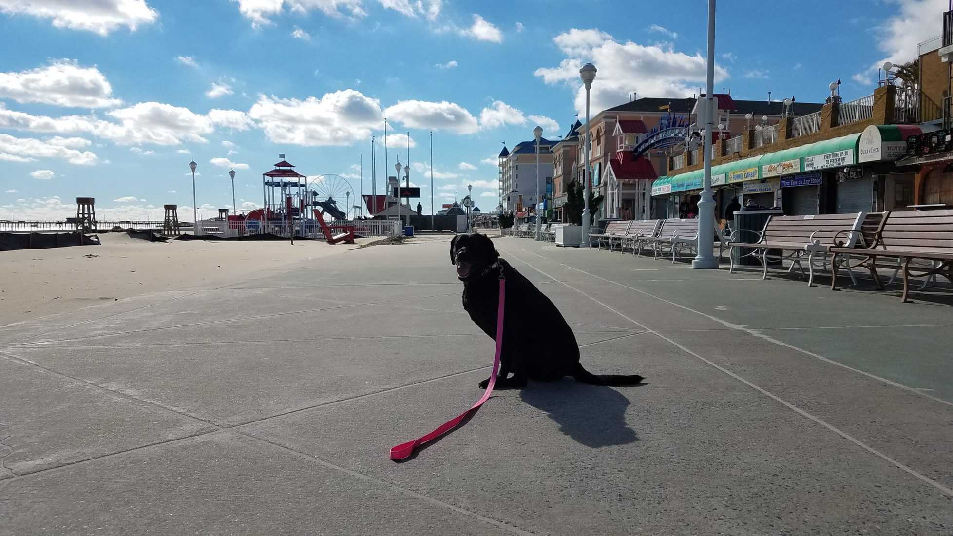 Bringing your pets to Ocean City
