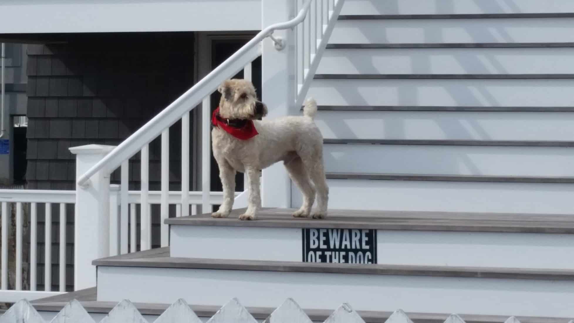 Caring for pets in Ocean City