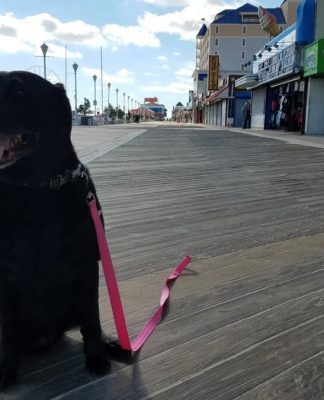 Pet-Friendly
