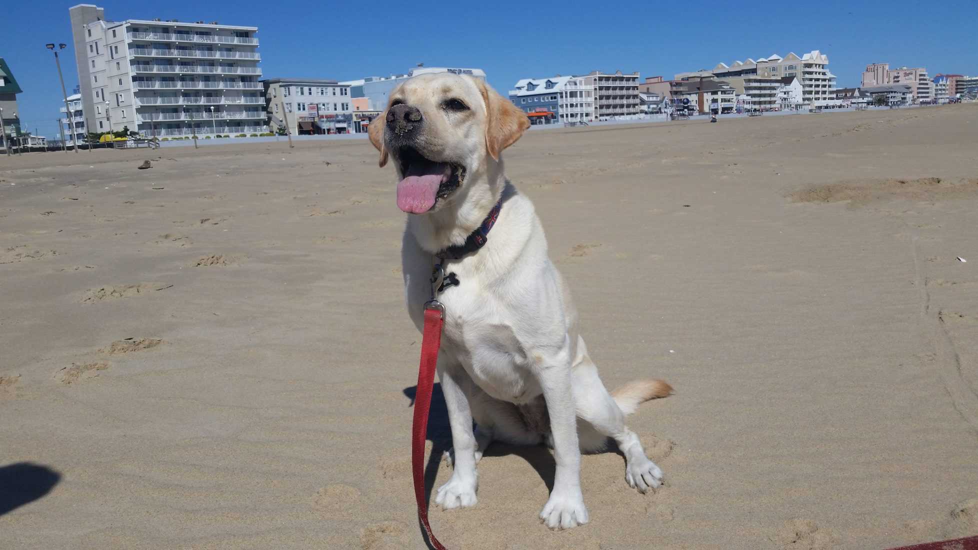 Pet Friendly Restaurants
